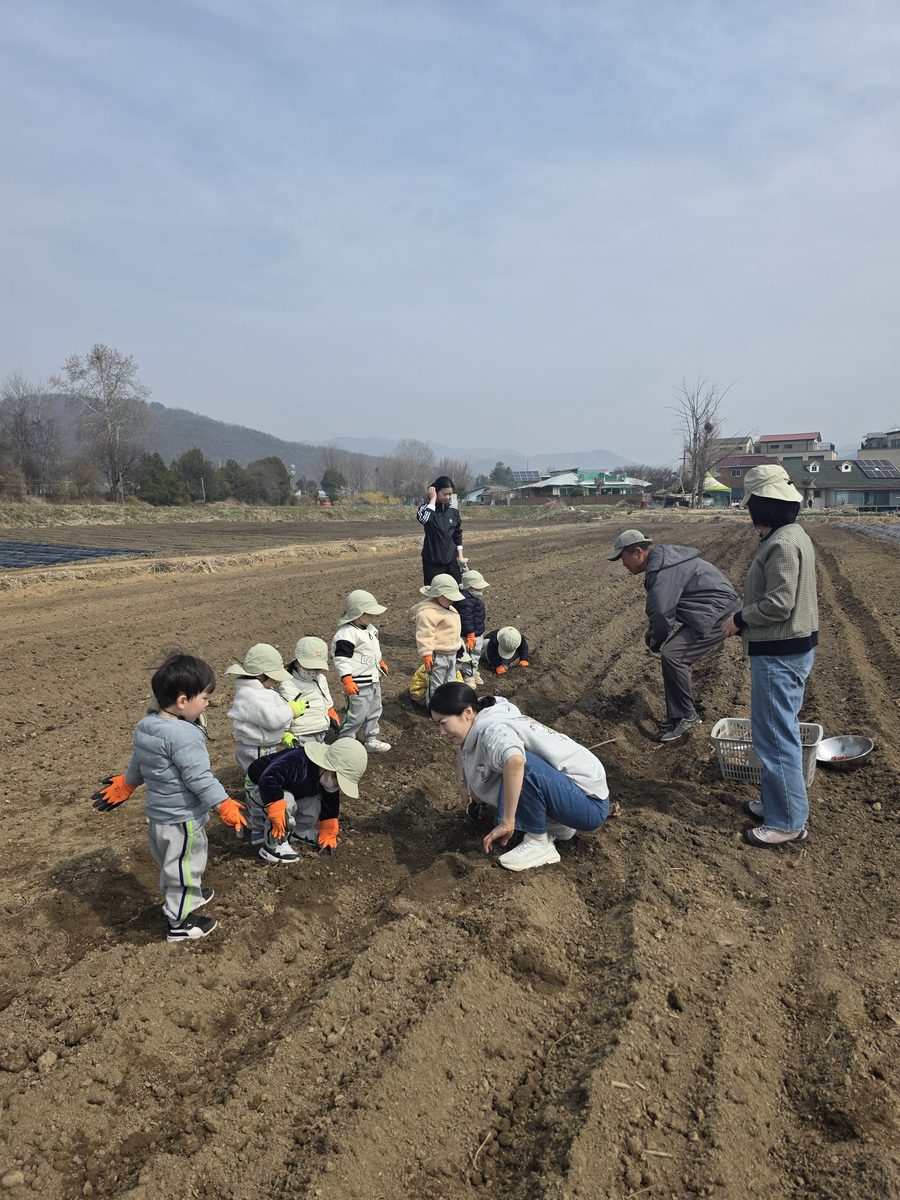 식목일행사 (땅속 보물 감자 심기)